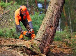 Best Tree and Shrub Care  in Tolar, TX