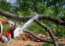 Best Seasonal Cleanup (Spring/Fall)  in Tolar, TX