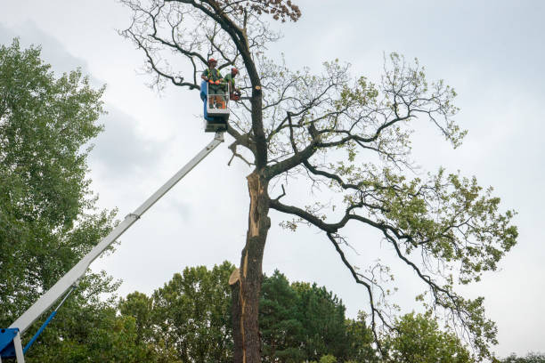 Best Emergency Tree Removal  in Tolar, TX