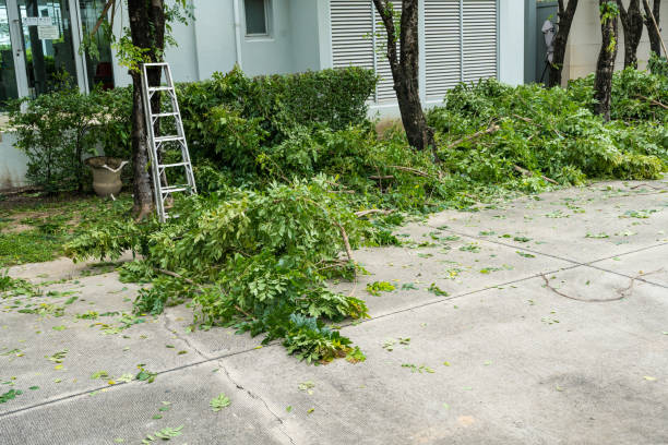 Best Root Management and Removal  in Tolar, TX