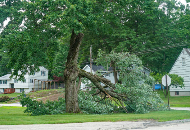 Best Tree Trimming and Pruning  in Tolar, TX