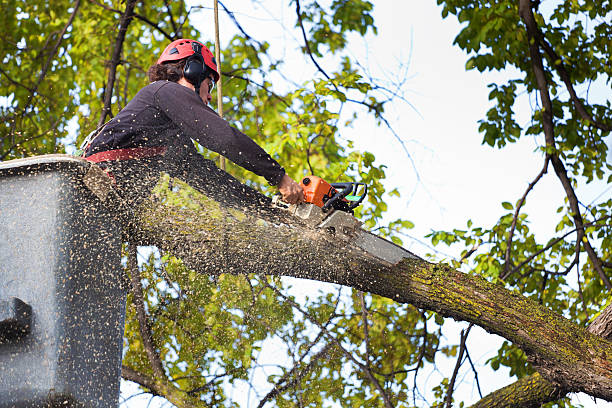 Best Stump Grinding and Removal  in Tolar, TX